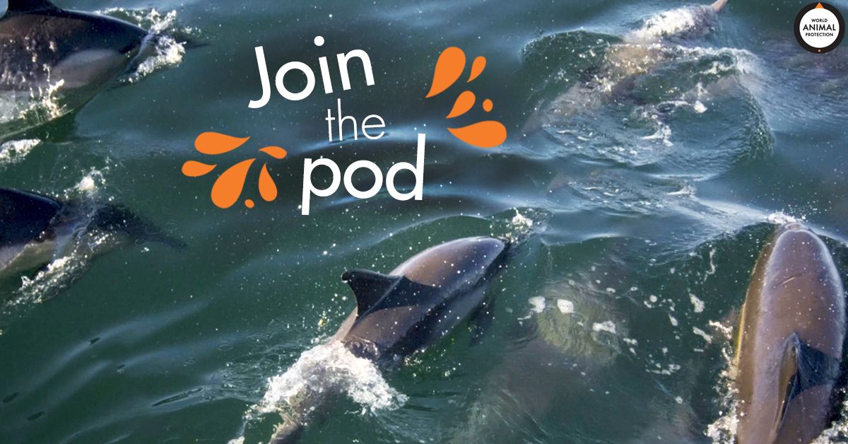 MoveTheWorldUS's tweet photo. Have you #JoinedThePod and pledged to save dolphins? https://t.co/rAErmUQU5m https://t.co/dycXqgbB7k