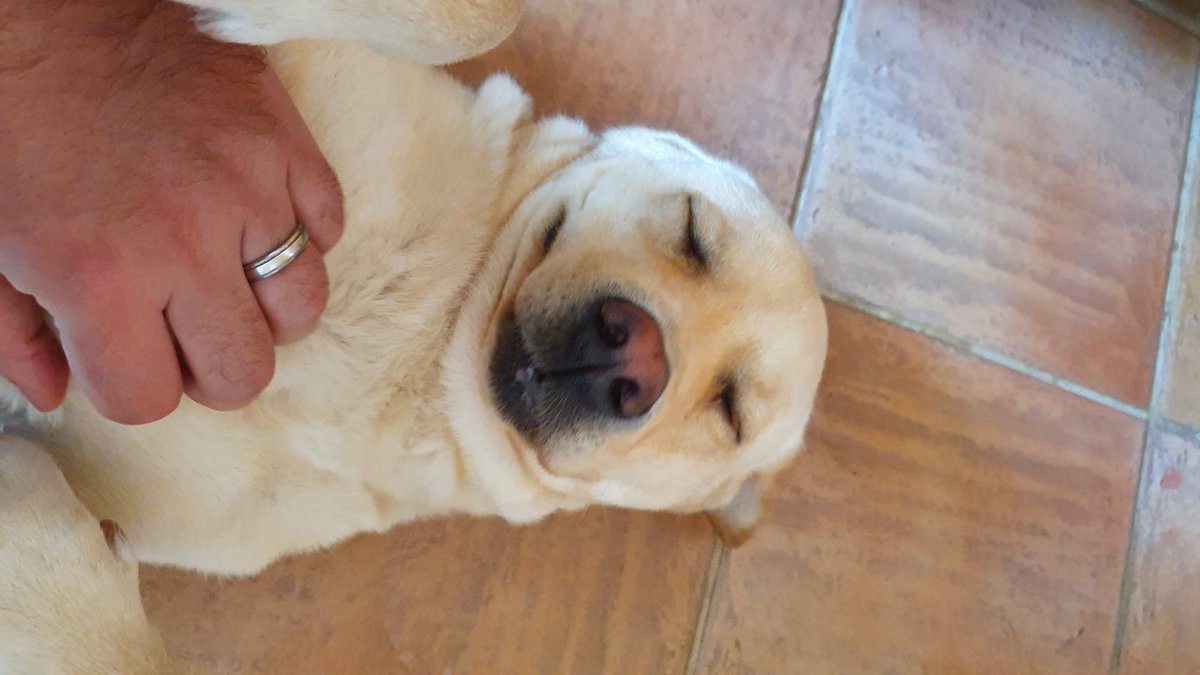 joules_the_lab's tweet photo. Has been a while since I last posted. New house, new family member by way of a little baby boy pup. Best belly rubs from dad. Life is good #Smiler #Labrador #YellowLab #Dorset https://t.co/p4FoIdGsP2