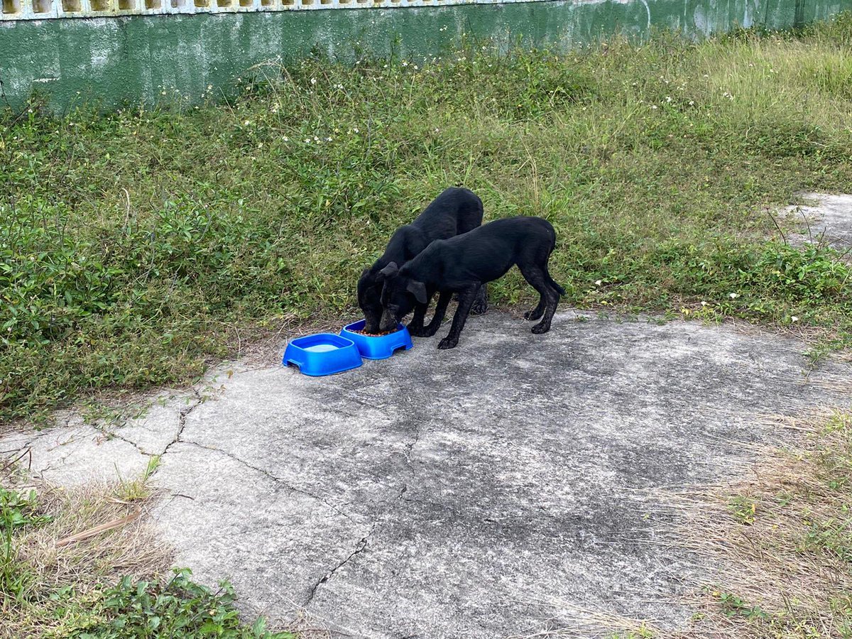 TheSatoProject's tweet photo. Natalia & Samuel were found on a beach - frightened, hungry & in need of medical care. It took us several days to gain their trust & rescue them. Now that life in the streets is long over. Both satos are scheduled to take their #FreedomFlight THIS Saturday on #MissionPossible13! https://t.co/0i52VeBE8V
