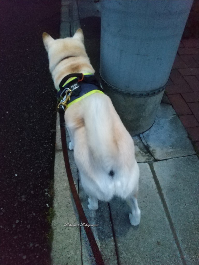 yokohamakotaro's tweet photo. みんなおはﾜﾝ♪コタです(*´ω`*)早朝散歩🐾🐾👣👣行ってきたﾜﾝよ~♪大きなお仕事ﾊﾞｯﾁﾘ~♪今朝は5000歩、まずまずだﾜﾝ♪
#白柴 #柴犬 #早朝組 https://t.co/c9VKIzhyUA