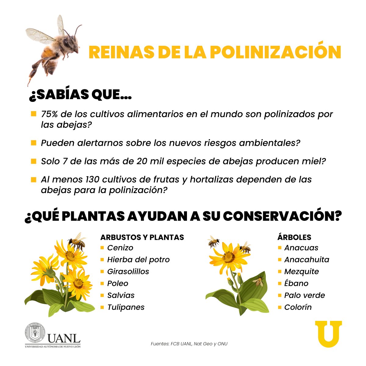 UANL on Twitter: UANL on Twitter: