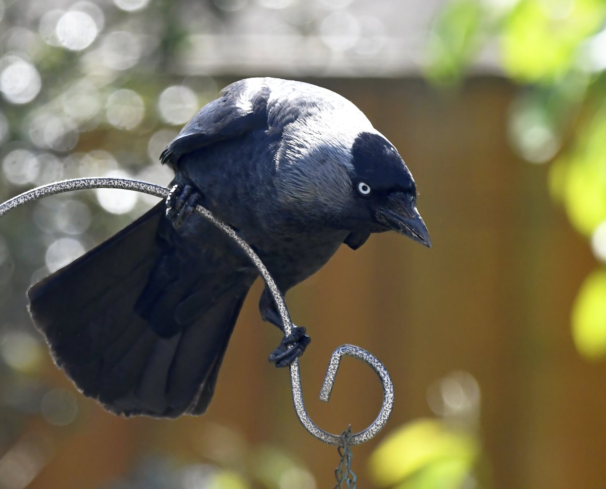Jackdaw visitor. 😊
 I see them flying over regularly, but it's rare that they land in my little Somerset garden, so this one was lovely to see yesterday.😀
#MoreBirdsLessPolitics #TwitterNatureCommunity 🐦