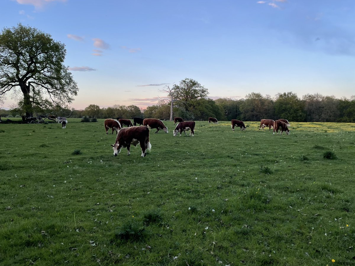 lhsboarding's tweet photo. An evening walk making the most of the clearer skies 🌤
@BSAboarding @LuckleyHouse #iloveboarding #walk https://t.co/fxoTkPQh0C