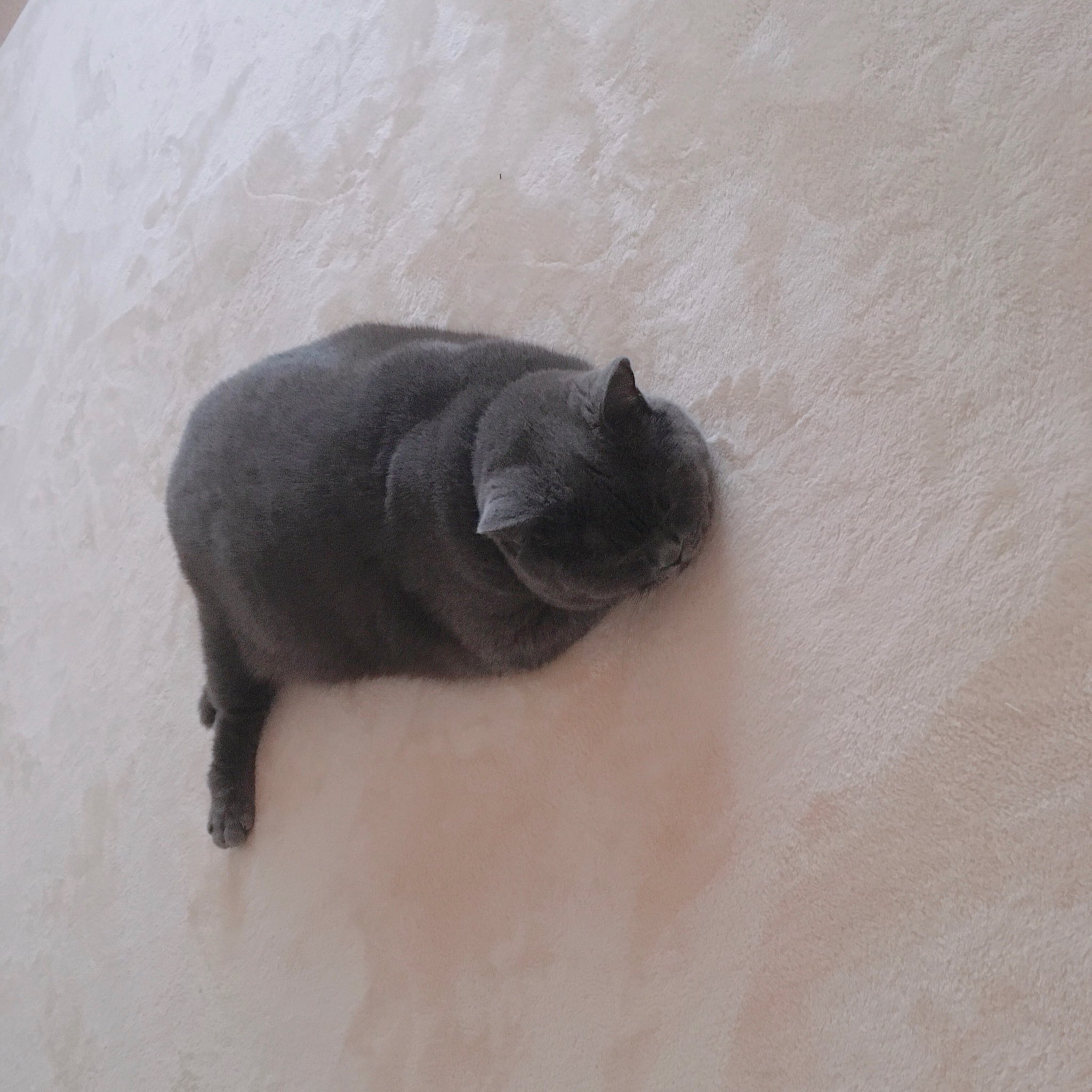 ねこた日記 チキンレッグ寝 と命名しました 猫日記 Catsoftwitter いらすとや T Co Uxveeoe6gq Twitter