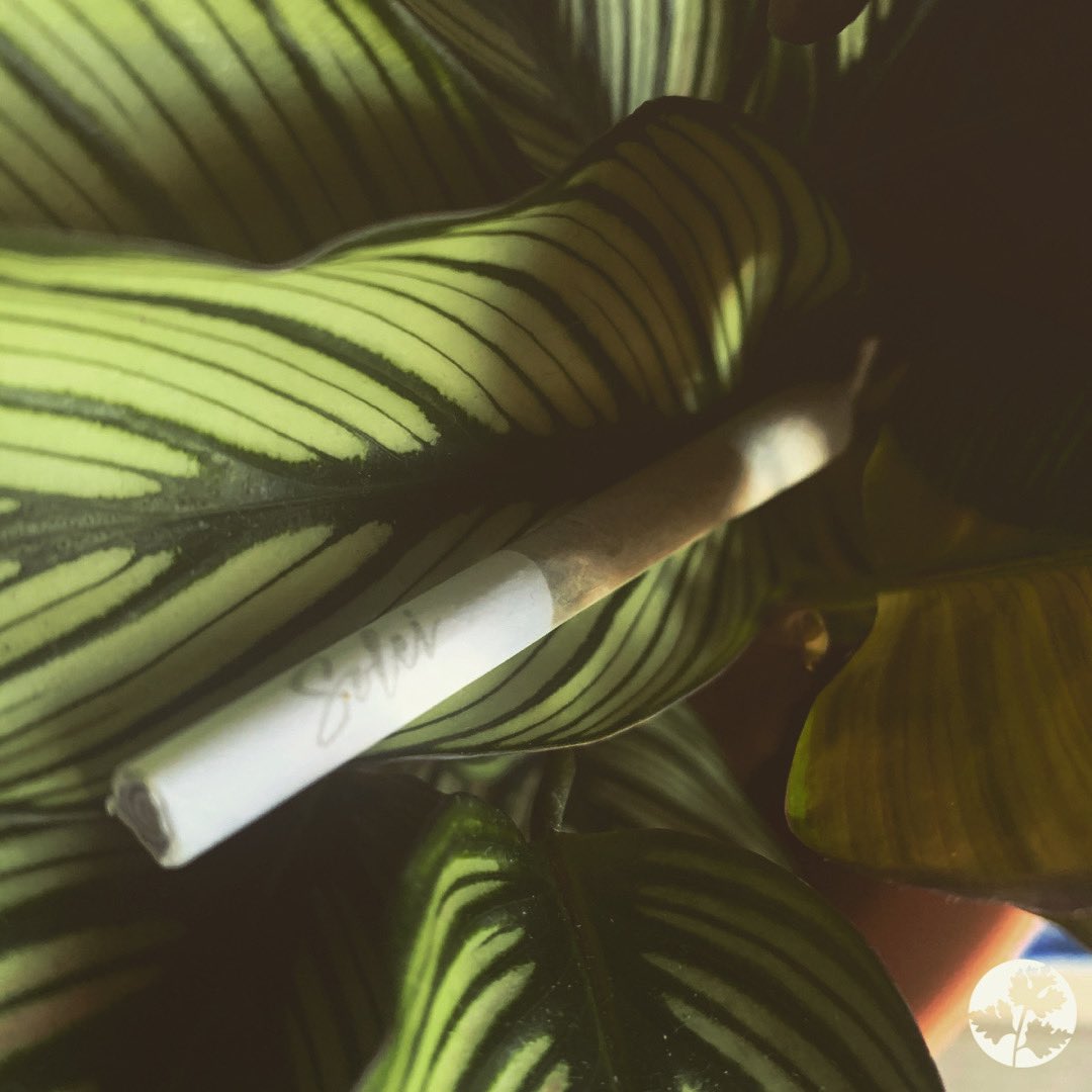 Who are you going to puff puff pass with this summer? Here’s your ideal joint to make it magic. bit.ly/3hBP76T #ThePlantersGuide