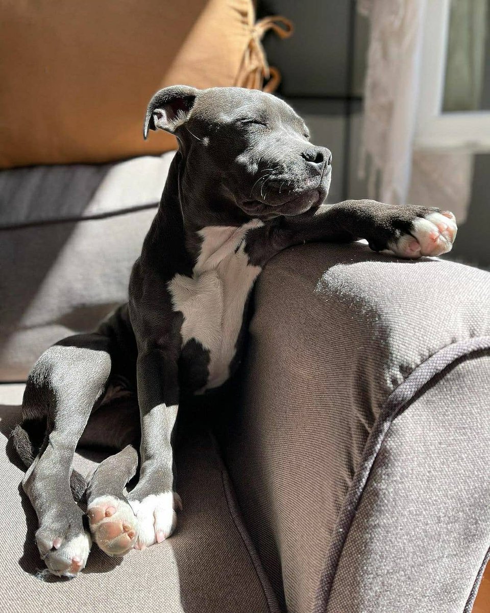 NecesitoUnPerro's tweet photo. https://t.co/ERgz4gDfFU