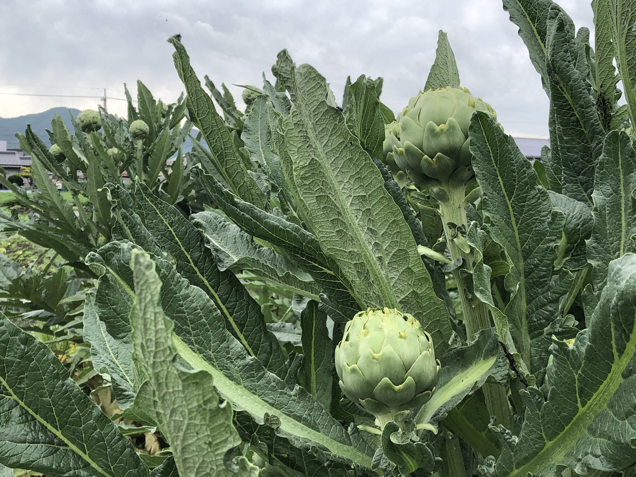 オゼキカナコ 3rd Penguin 友人の畑 去年 あれ植えて欲しいーと言ってたアーティチョークが大きくなってきてた できるの楽しみ楽しみ 今日はブロッコリーとキャベツと スナップエンドウは大量に買って これからお昼ご飯作ろう ホカルノ