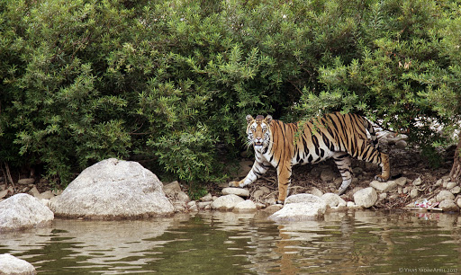 SaveIndianBiodiversity tweet media