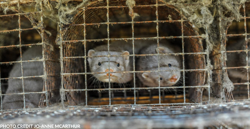 BC_SPCA's tweet photo. In the wake of a 3rd outbreak of COVID-19 on a mink farm it’s clear that the biosecurity measures put in place by the B.C. Government have failed to contain the risk of COVID-19 outbreaks on mink farms. Your voice is needed: https://t.co/5Kb0P45U3q #BCSPCA #BCpoli #TakeAction https://t.co/NQTH2EsdgQ