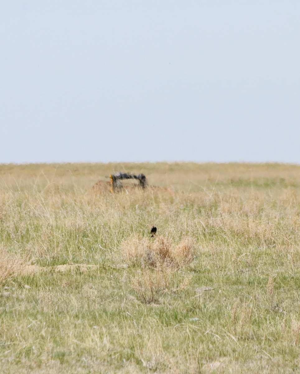 Warning #WorstBirdPic ever, to me worth acknowledging this siting. I'm certain this is a Chestnut-collared Longspur. Taken very far away & very cropped, but zoom in will show colouring. A 1st for me. Seen in SE Alberta.