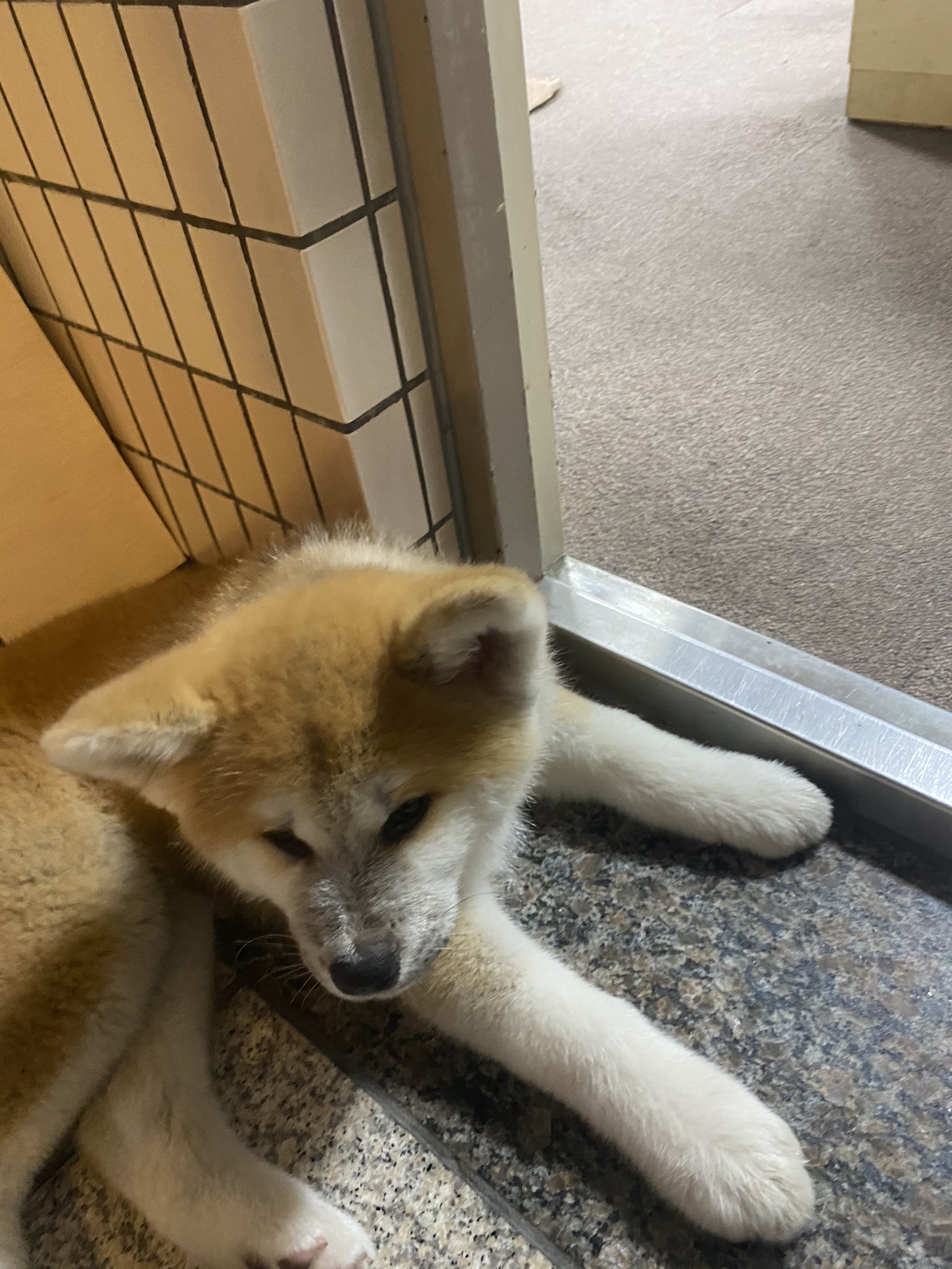 生後2ヶ月半 Twitter Search Twitter