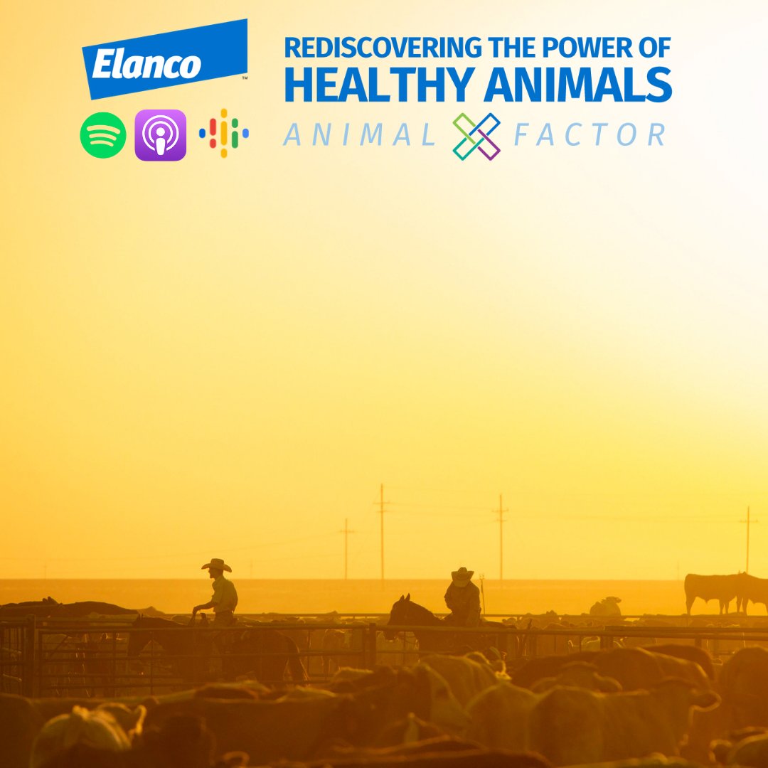 Elanco's tweet image. Agriculture and @DucksUnlimited have a long history of working to protect grasslands. On this edition of #AnimalsRediscovered podcast, CEOs @JeffSimmons2050 &amp;amp; @adamputnam  talk #agriculture and how ag can be a solution to #sustainability challenges. elanco.com/en-us/responsi…
