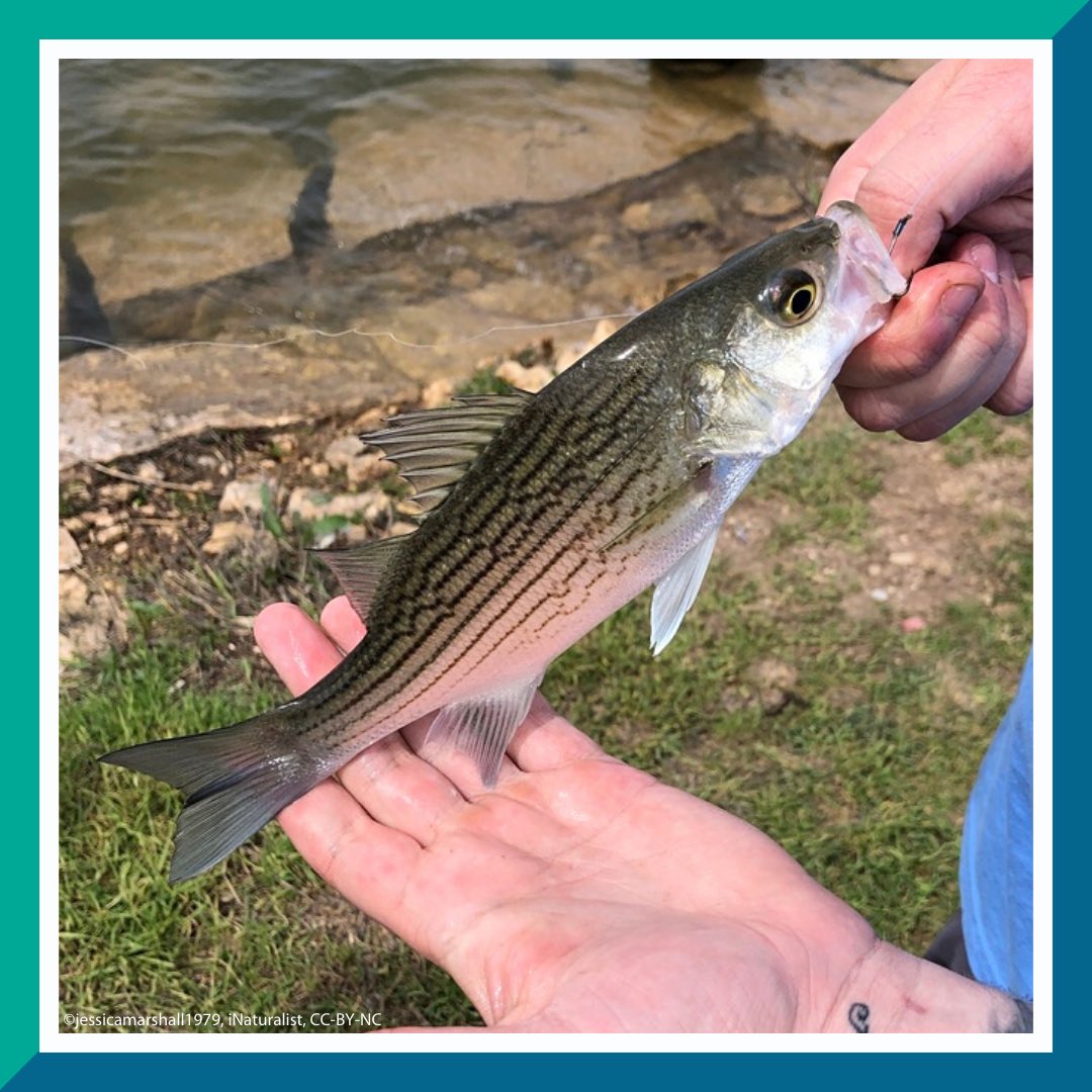 CRI_News's tweet photo. #WaterWednesday
Striped Bass, also known as stripers, can get pretty big! They can grow to over 1 metre in length and the largest ever caught was a 124 pound female netted in 1896!
#bass #stripedbass #stripers #research #CRIresearch https://t.co/Hhh8Hx8QHe