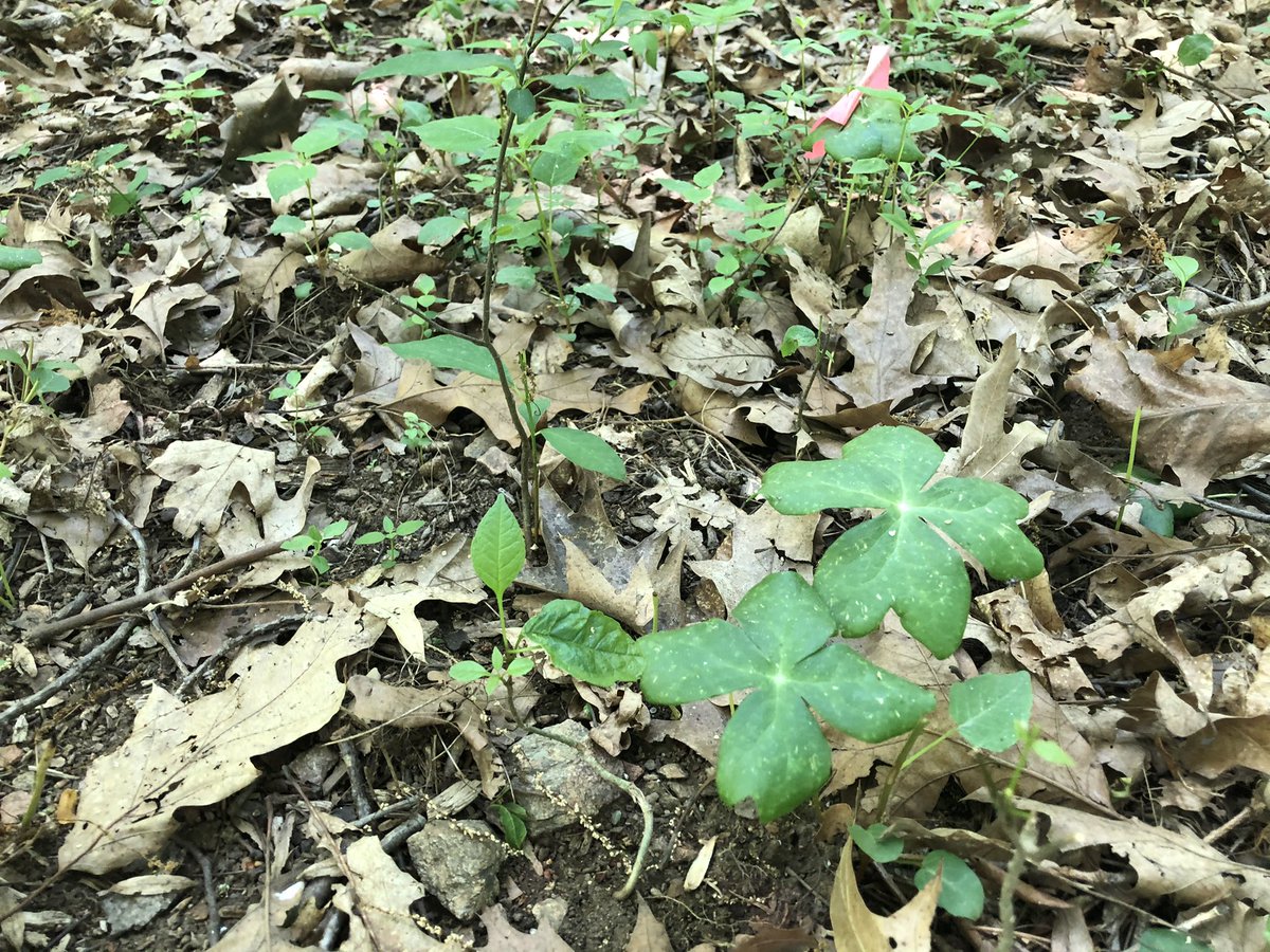LVCEnvi's tweet image. Today Dr Becker and Dr Urban were in the campus Research Preserve collecting data on spring wildflowers.  Take a look at the below photographs of mayapples.  Can you guess which came from a deer exclosure plot and which came from a deer accessible plot? #LVCEnvi #LVCResearch