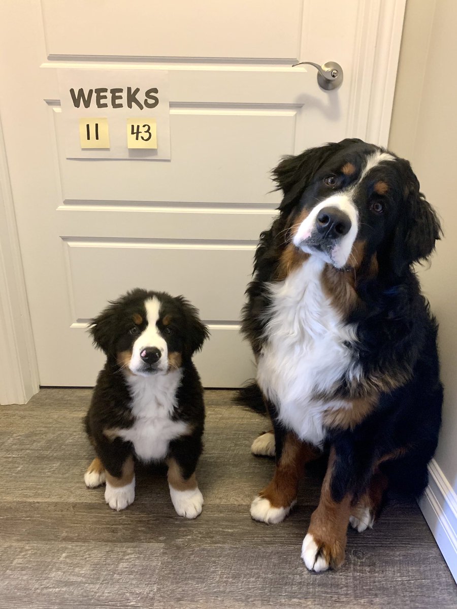 Say cheese 📸 #love #bernesemountaindog #siblinglove