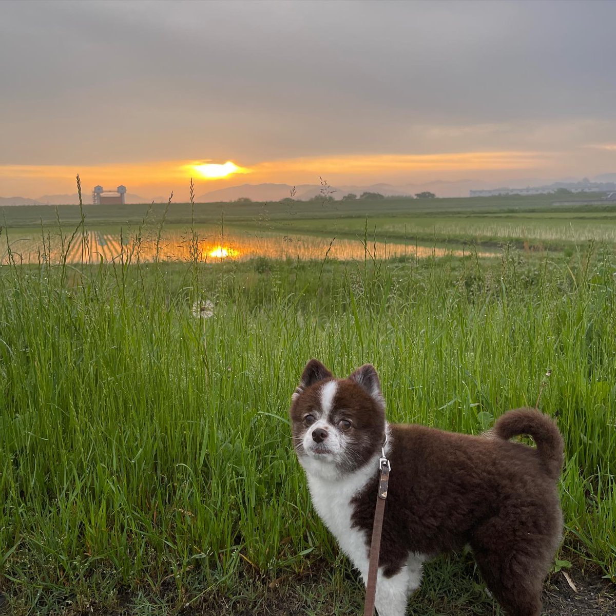 DogHeartonline's tweet photo. おはよー🐶🐶
朝のお散歩です😊

朝焼けが綺麗でした☀️

#お散歩 #朝焼け #日の出 #日の出と犬 #ミックス犬 #ミックス犬同好会 #ミックス犬部 #ポメとチワワのミックス #チワワとポメのミックス #チワワとポメラニアンのミックス #ポメラニアンとチワワのミックス #田舎暮らし #田舎暮らしと犬 https://t.co/p0OS5wrz4z