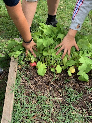 GPeabodyElem's tweet photo. Peabody's first harvest! #chargerfamily #ILoveMySchool #gpstrongertogether https://t.co/e4KqoeMPWk