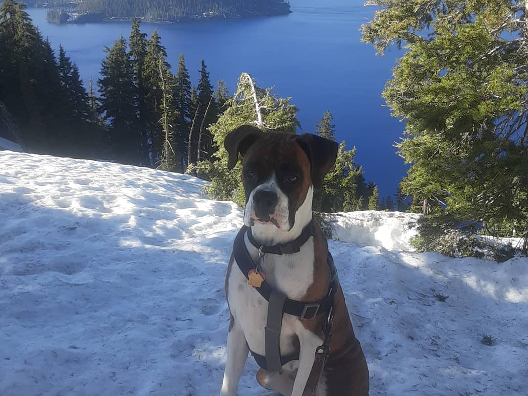 DaisyBoxerGirl1's tweet photo. @CraterLakeNPS https://t.co/35t88DCjCO