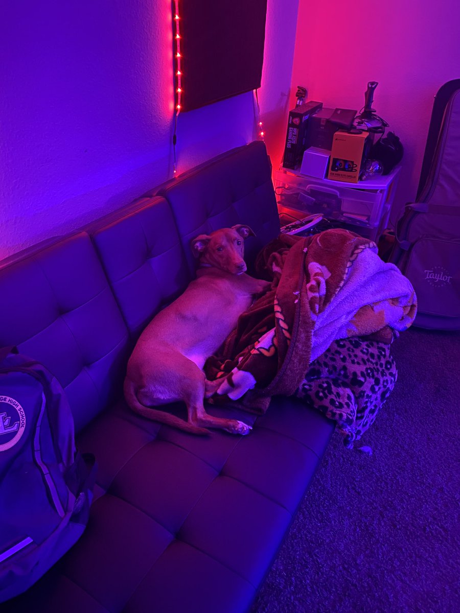 xvi_jason's tweet image. Post pics of your streamer pet! Ended my stream and here she was.... #streamerpets