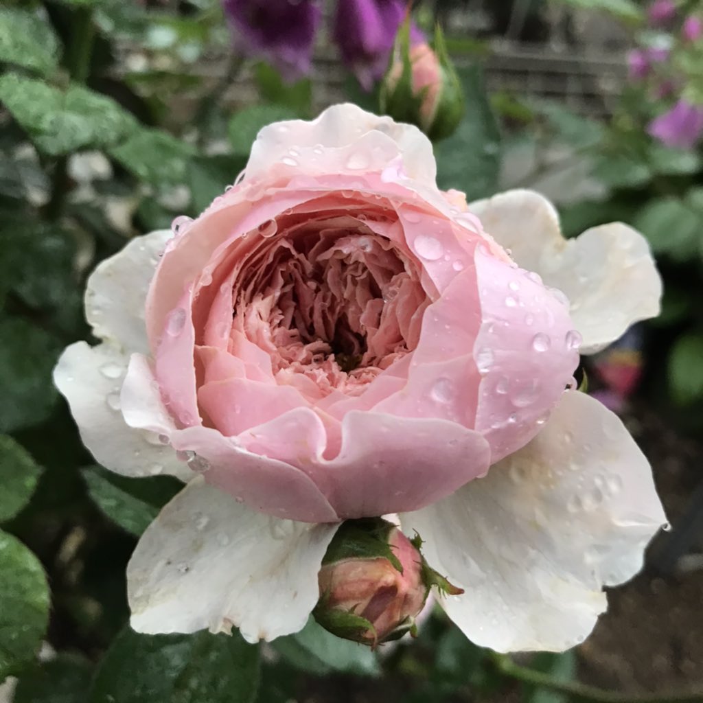 ゴロニャン 今朝の庭から ジ アレンウィック ローズ ２枚 ストロベリー ヒル ザ プリンスです バラ イングリッシュローズ ジアレンウィックローズ ストロベリーヒル ザプリンス