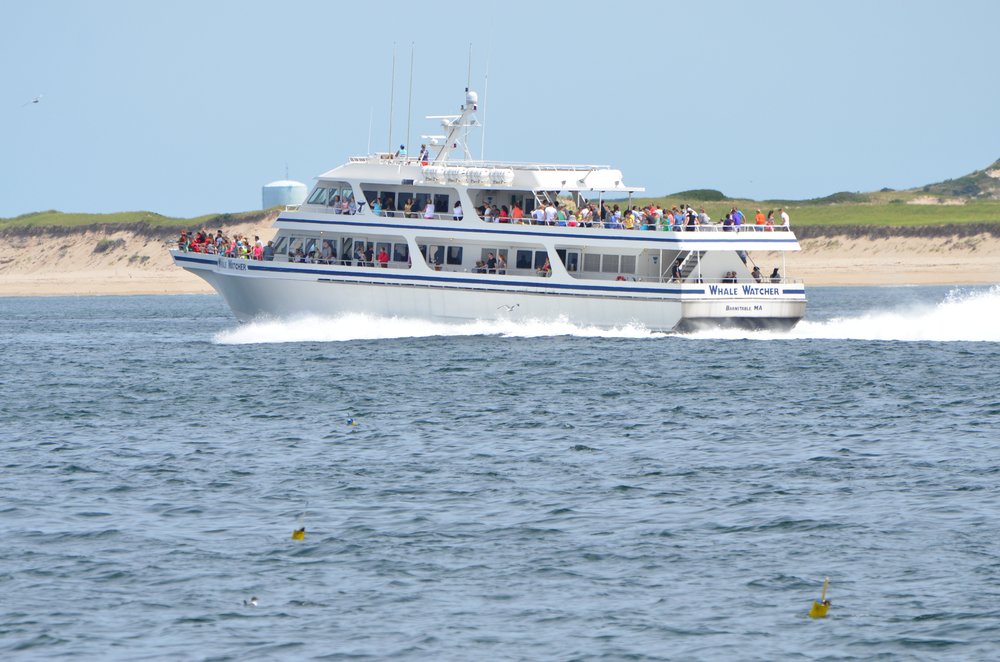 Irentcapecod's tweet photo. Nothing beats a Whale Watch on Cape Cod!
#irentcapecod #capecod #summervacation #vacationrental #rentalhome https://t.co/Oqxy72lpsg