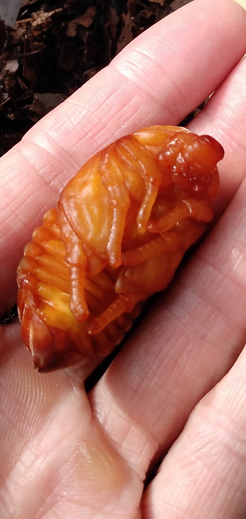 Rikyu A Twitter 今年最初のカブトムシの蛹はメスでした 蛹室を壊してしまってトイレットペーパーの芯を蛹 室代わりに数日 今朝みたら無事に蛹になっていました かなり小さいですが 成虫まで無事に成ってくれることを祈ります 早いかと思いましたが この時期なら