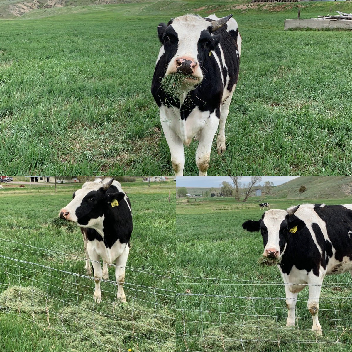 MTFireandIce's tweet photo. Just living her best life!!! #Holsteins #cowsarecuriousthings #MT406 https://t.co/w0ch6UDrjt