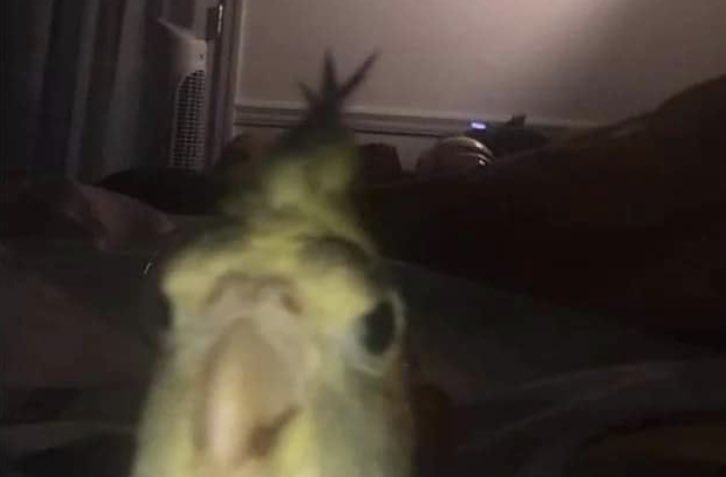 fonzibonzicth's tweet photo. me at 4am when 5sos randomly go live https://t.co/aKP2E70957