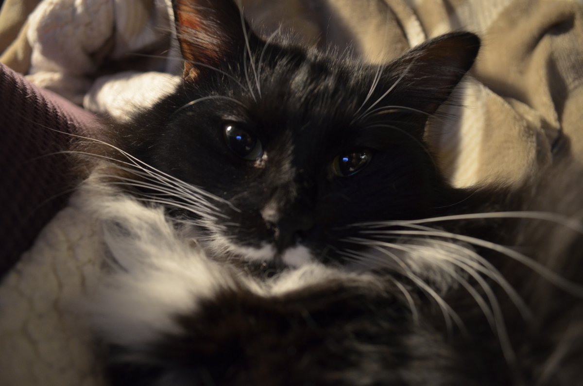 MrWuggums's tweet photo. heri here... last year we were bullied into helping toni the cat32 use emotional coercion to con others into giving her money.... some still follow her and us and expect we are okay with it... we are not... we are blocking those who enable this predator/abuser.
#CatsOfTwitter https://t.co/nrv01T5Hq6