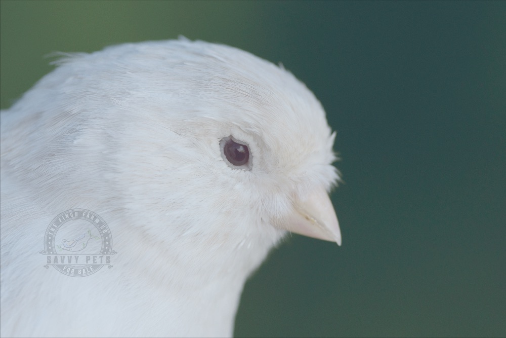TheFinchFarms's tweet photo. Adorable White Canaries for Sale! - https://t.co/1t7fMf1B0K https://t.co/mJ5FOAic28