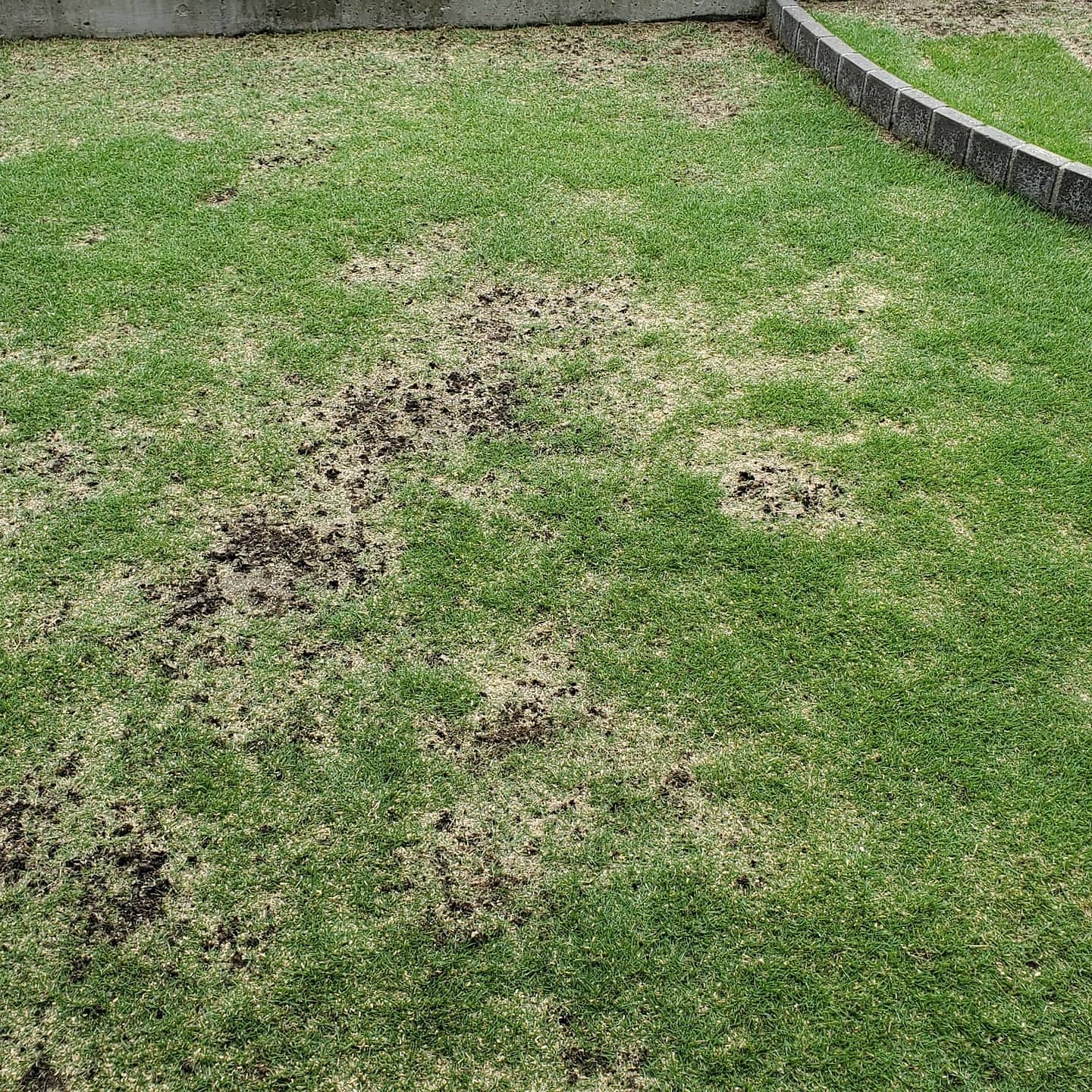 つりきっぷの芝生日記 ボコボコに穴を開けてやりました 芝生は本当に強い しっかりと空気と資材を入れて 土を改良していきます そして穴を埋めて完了です 芝生 エアレーション スパイク コアリング 微生物 カルスncr 土壌改良 T Co