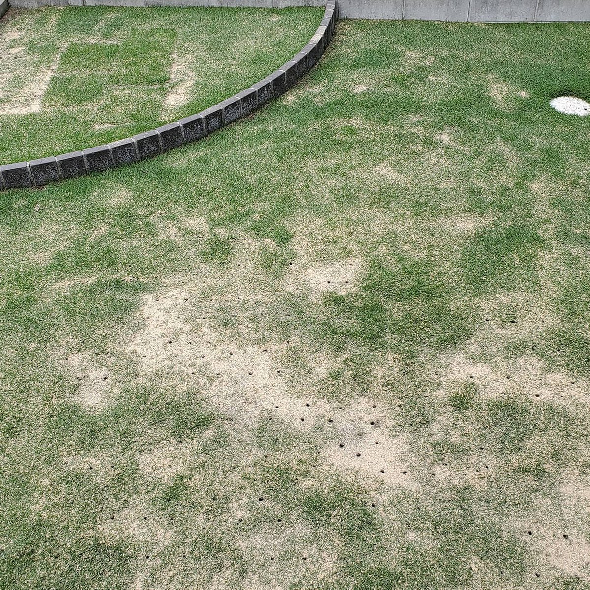 つりきっぷのガーデニング奮闘日記 ボコボコに穴を開けてやりました 芝生は本当に強い しっかりと空気と資材を入れて 土を改良していきます そして穴を埋めて完了です 芝生 エアレーション スパイク コアリング 微生物 カルスncr 土壌改良 つりきっぷのガーデニング奮闘日記 ボコボコに穴を開けてやりました 芝生は本当に強い しっかりと空気と資材を入れて 土を改良していきます そして穴を埋めて完了です 芝生 エアレーション スパイク コアリング 微生物 カルスncr 土壌改良