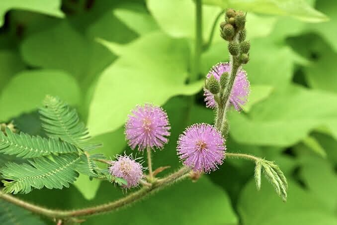 もも おはようございます 5 誕生花 オジギソウ 花言葉 感受性 別名ネムリグサ ポンポンのような可愛い花が6 10月頃まで咲き 触れると葉が閉じて下に垂れるのが特徴 おじきをするのは鳥や虫から葉を護ったり風や雨で弱るのを防ぐ為とも もも おはようございます 5 誕生花 オジギソウ 花言葉 感受性 別名ネムリグサ ポンポンのような可愛い花が6 10月頃まで咲き 触れると葉が閉じて下に垂れるのが特徴 おじきをするのは鳥や虫から葉を護ったり風や雨で弱るのを防ぐ為とも