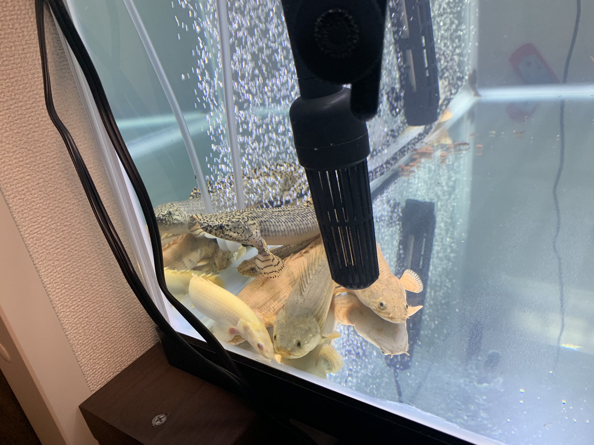 Gma 水槽掃除は毎日するのに家の掃除は週一くらいしかできないのどうにかしたい病 熱帯魚 肉食業 アロワナ ポリプテルス アクアリウム T Co Wdzs0i0woz Twitter