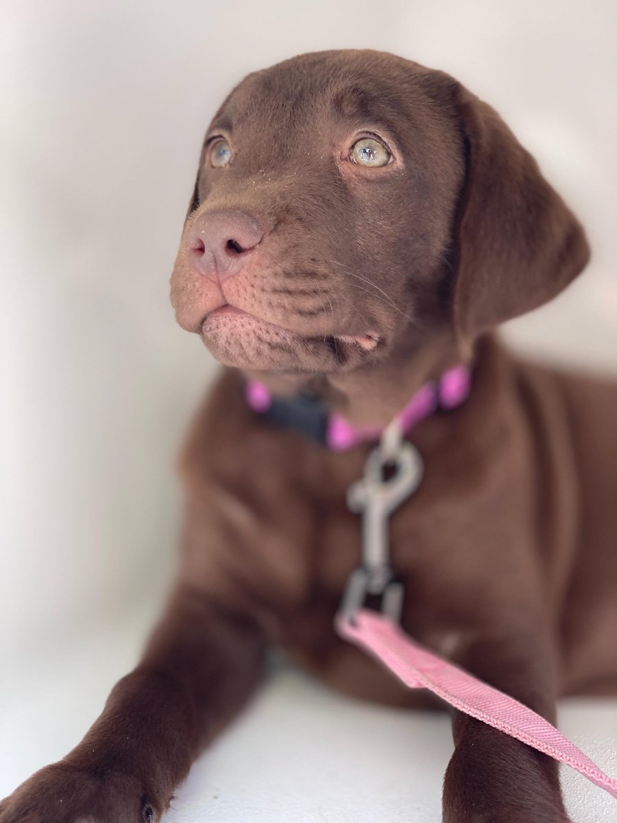 Pinto Bean the 11 week old Chocolate Lab #TMobile #TMobilePets 🐾 🐾