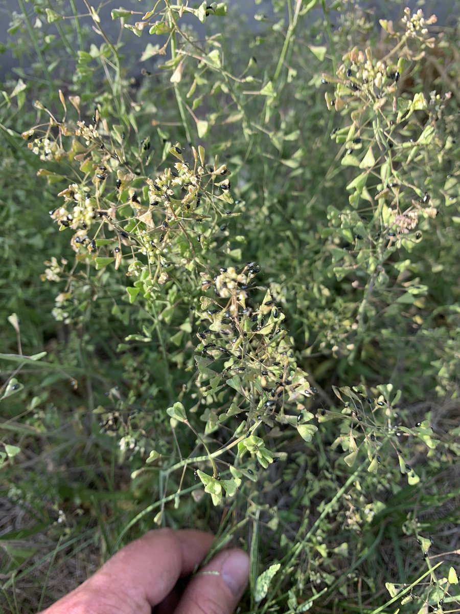 bisonagronomy's tweet photo. Flee Beatles out in full force https://t.co/TfSXlzRoWF
