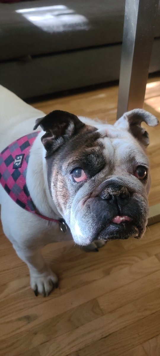 My dog Daphne rocking here @tmobile swag in typical English bulldog attitude #TMobilePets