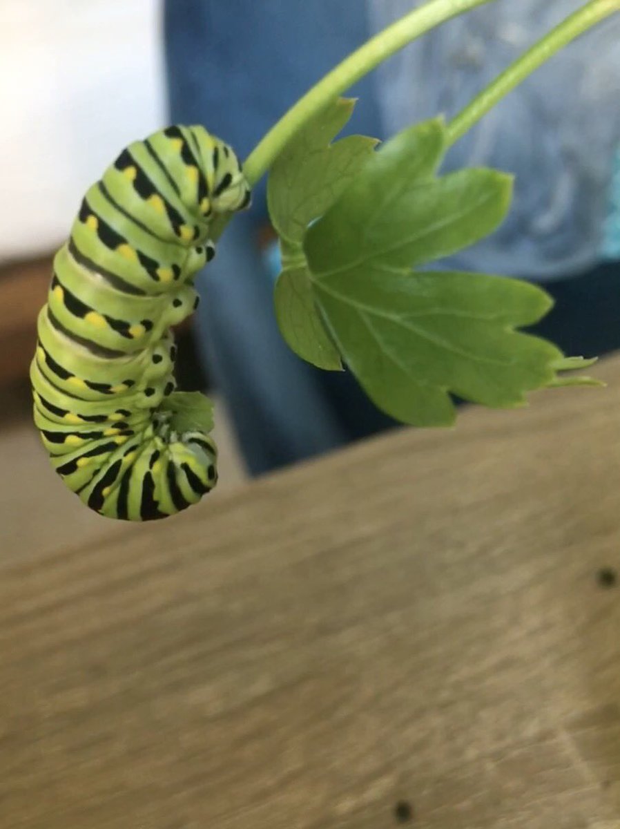 Today I can finally add to my resume: raised a butterfly