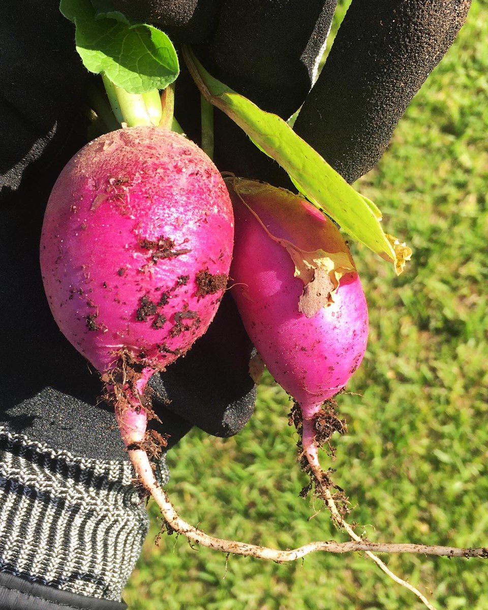 My first harvest! 🌱
I’m so proud of myself 🤗
#Radish #BlackGardener