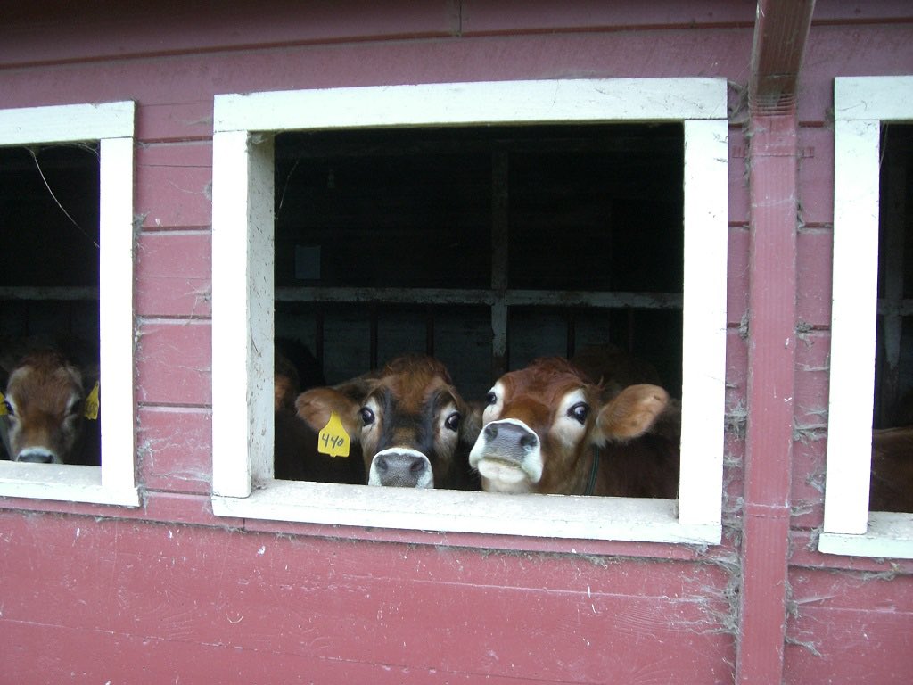 Great photo! The #historicpreservation folks at the county also like cows! Here are some #friendlycows on the #enumclawplateau back in 2007 when we were surveying #historic #barns