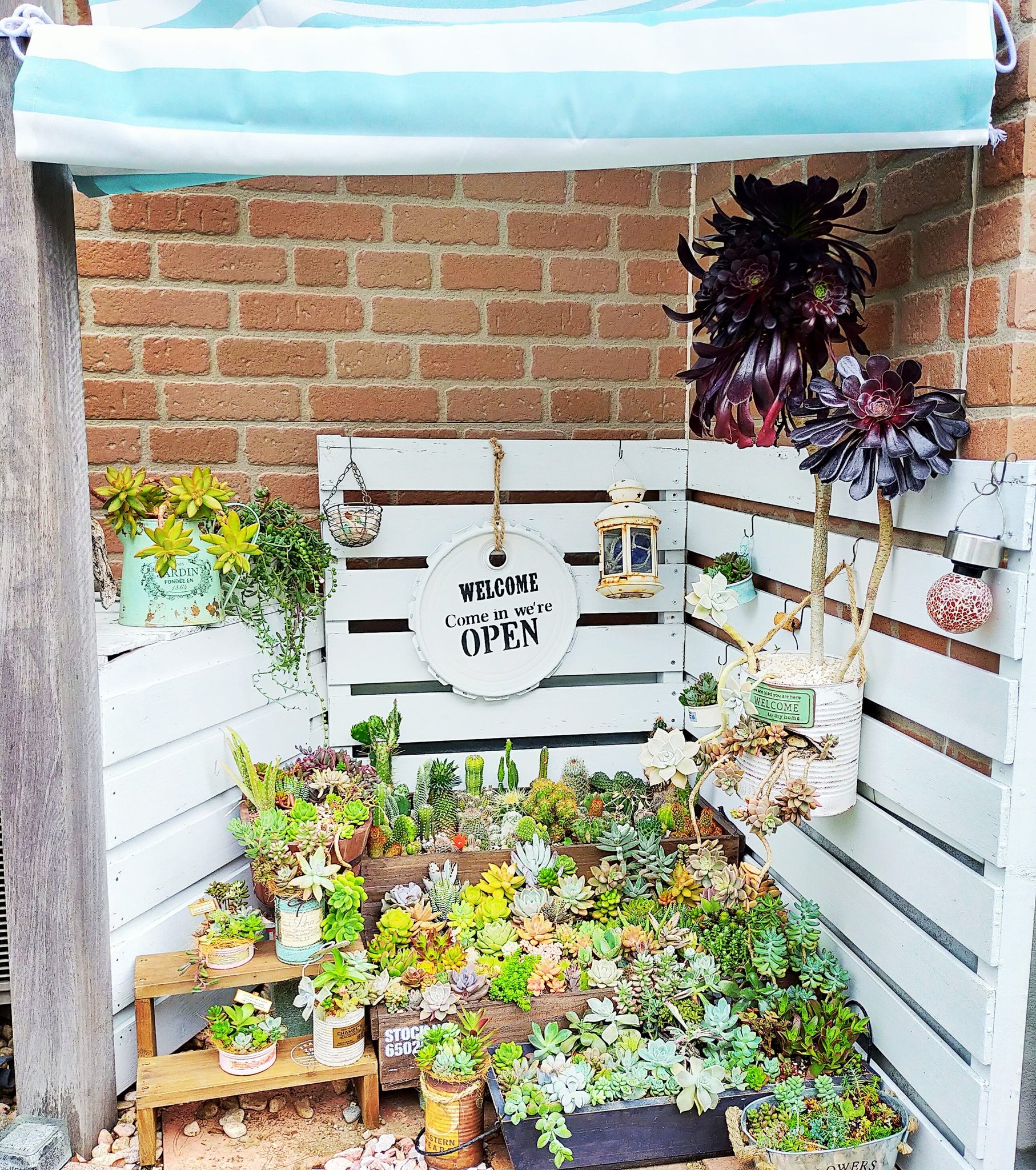 تويتر Upcycle Plants Masaki على تويتر 梅雨入り対策を兼ねて自宅の多肉 サボテンゾーンに防水シェードを設置してレイアウトをリニューアル またもイベント販売用に作った作品を自分で使ってしまった 多肉植物 サボテン リメ缶 リメイク缶 多肉