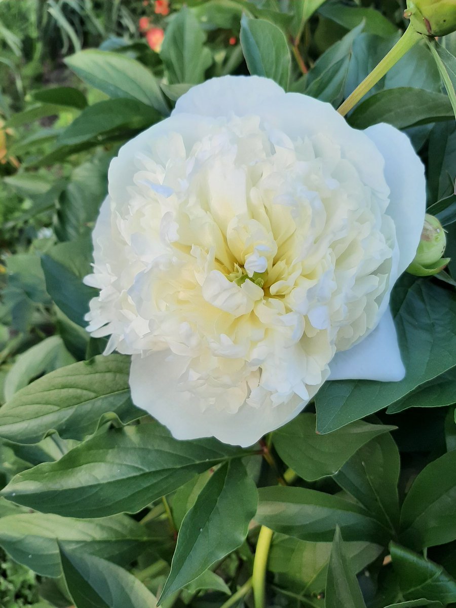 SEnd614's tweet photo. The peonies are out in time for my birthday! #SunnyEnd #AdventuresWithAJ #gardening #nativeplants #vegetables #oldtimefavorites #TinyHolding #MoreThanAnAlotment #LessThanASmallHolding #ohio #columbus https://t.co/WvVSp22Pqc