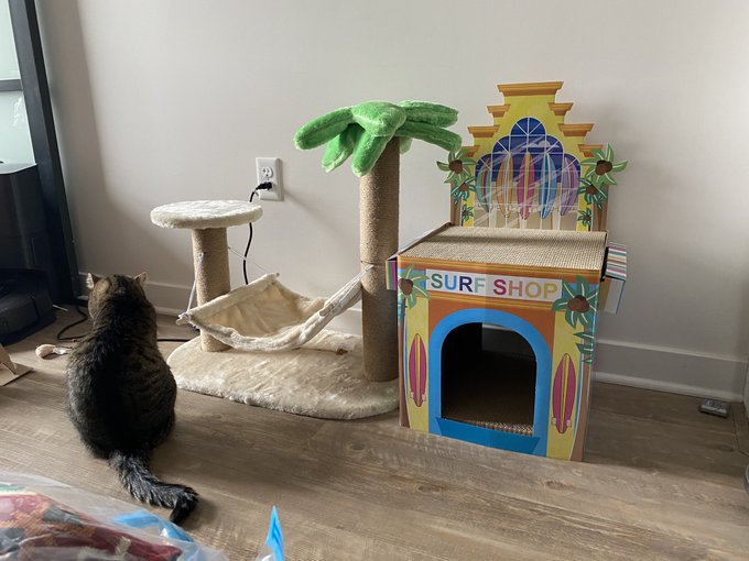today was cat house construction day 🤠 https://t.co/z6TgE61s6N<a href="/tag/throne"class="tags"><span>#throne</span></a><a href="/tag/wishlist"class="tags"><span>#wishlist</span></a>