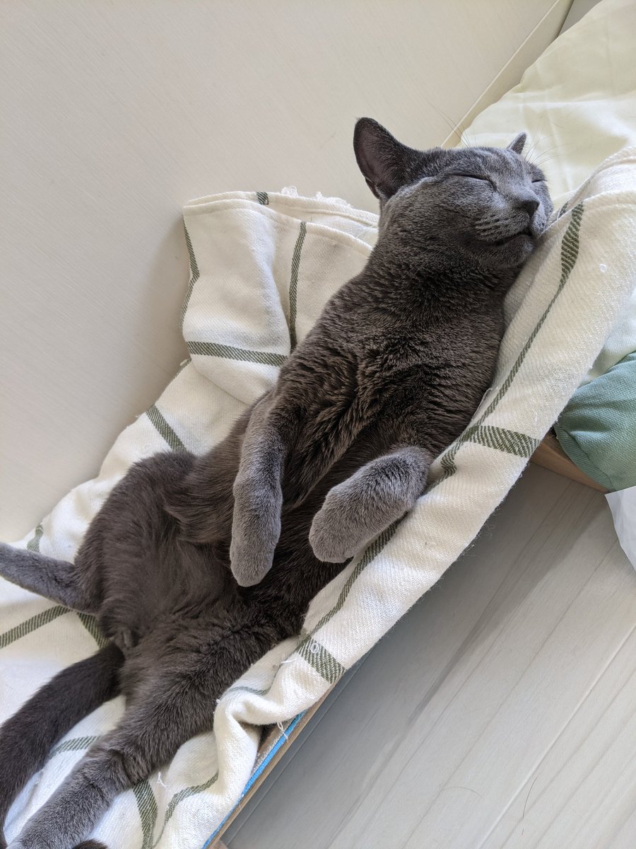 猫カフェ リプミィ Catcafelipmy Twitter