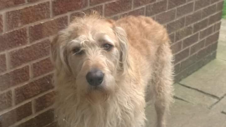 jules234u's tweet photo. @JohnnyVegasReal Hi Johnny do you remember Charlie my dog from the set of open all hours in Balby Doncaster ? We watching ur Glamping program and Charlie is watching you he remembers ur voice x x miss you xxx https://t.co/uySfZEBaNW