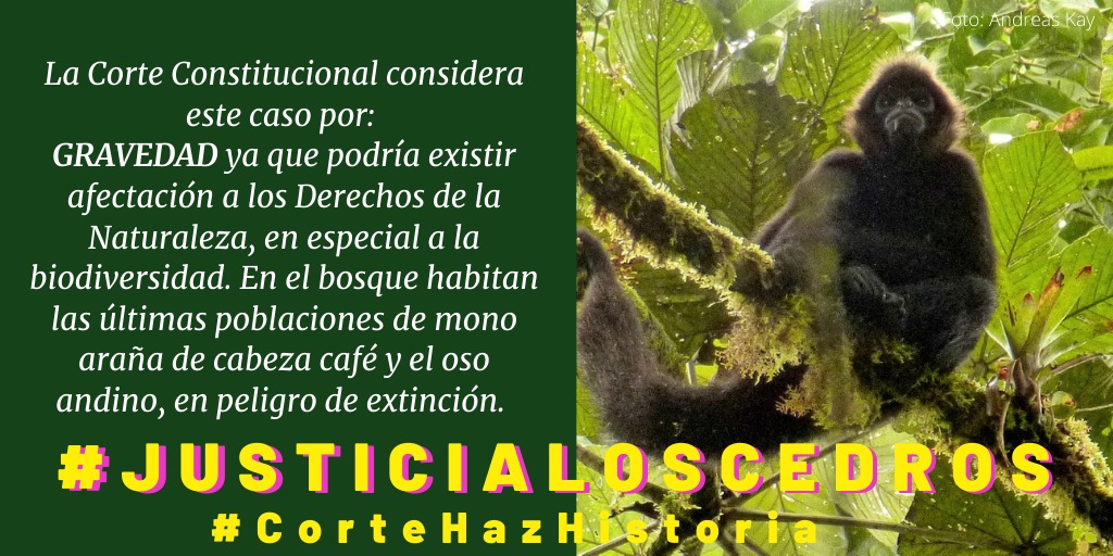 omasneEcuador's tweet photo. #JusticiaLosCedros - 3 especies de primates: el aullador de la costa, el capuchino de cabeza blanca y mono araña de cabeza café - todos en peligro de extinción - viven en Los Cedros @CorteConstEcu #CorteHazHistoria 
@ravila67 @dsalazaca @hernansalgadop @GrijalvaAgustin https://t.co/Yo1ZbobKWT
