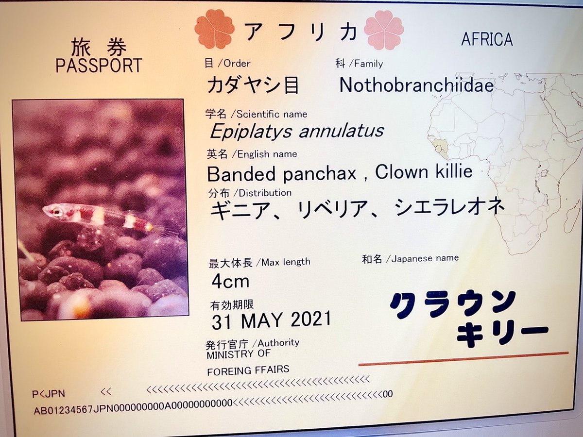 チトセアメ クラウンキリー 今日は クラウンキリー の紹介です 昨日のラコビーに続き アフリカ産の卵生メダカで 黒のバンドと奇抜な色彩から ピエロ 道化師 を意味する Clown クラウン の英名が付いています とても小さな魚ですが 特にオス