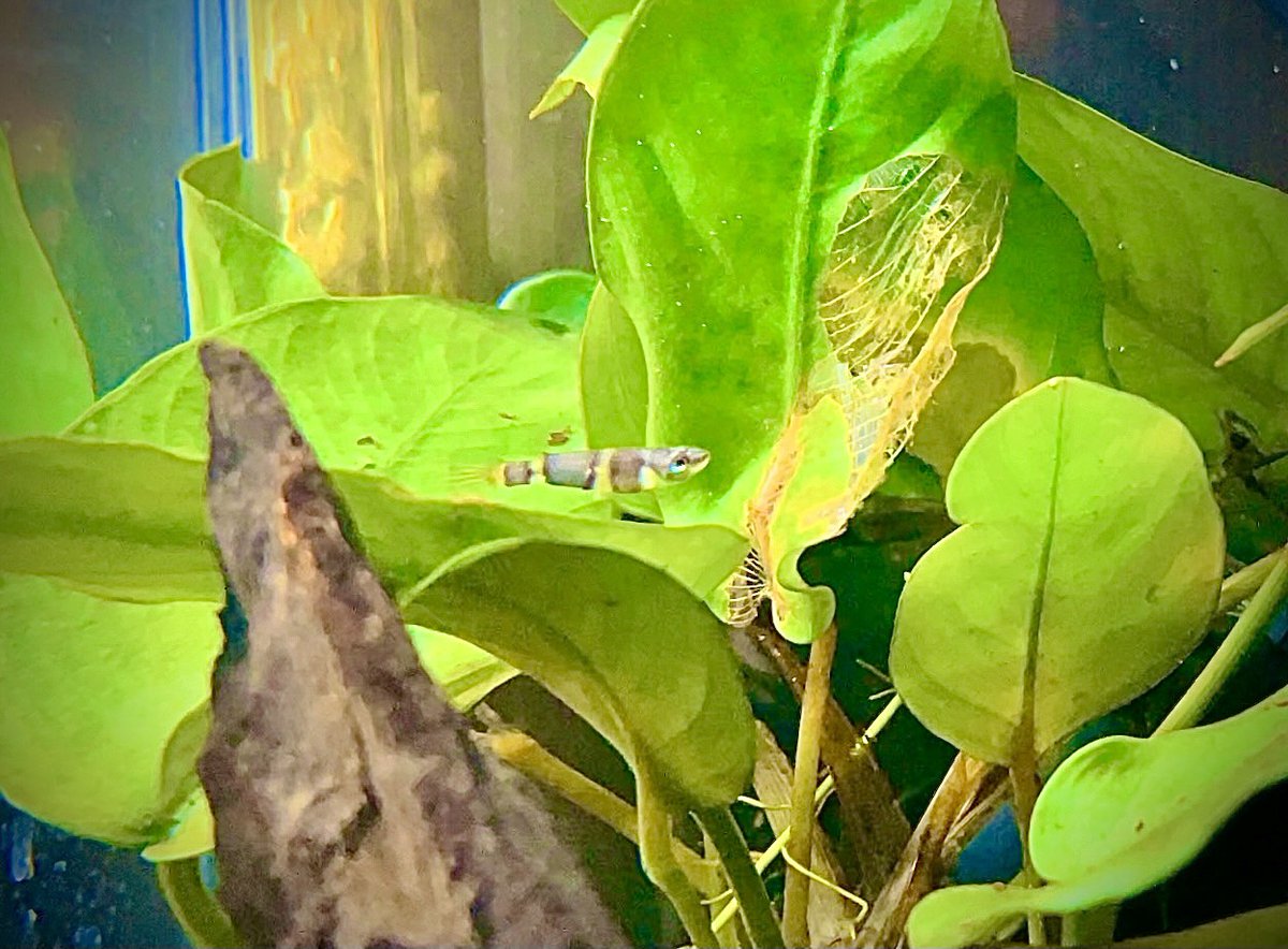 チトセアメ クラウンキリー 今日は クラウンキリー の紹介です 昨日のラコビーに続き アフリカ産の卵生メダカで 黒のバンドと奇抜な色彩から ピエロ 道化師 を意味する Clown クラウン の英名が付いています とても小さな魚ですが 特にオス