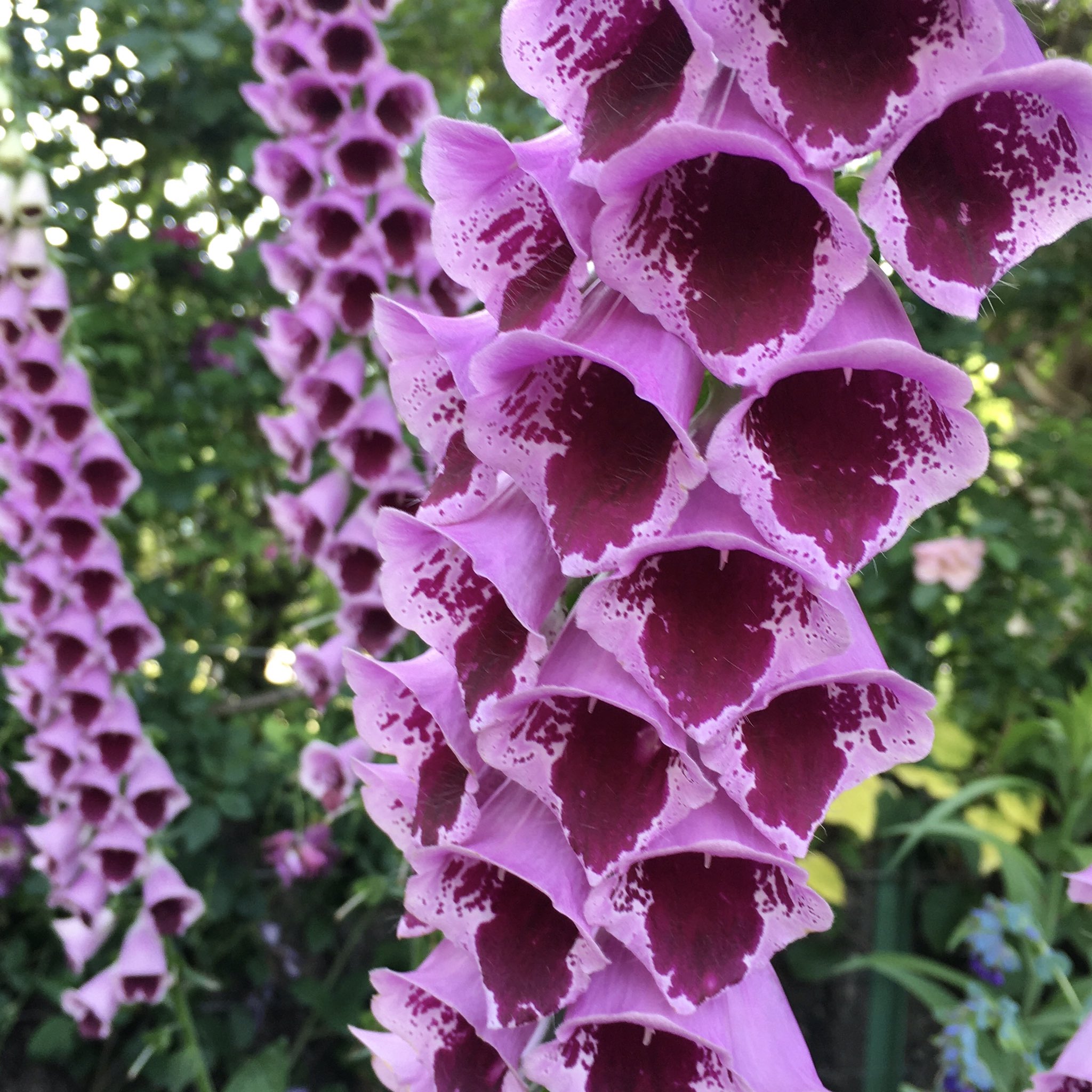 池ポチャ野郎 ベル型の花 ジギタリス フォックスグローブ 狐の手袋 花 フラワー 藤色の花 ベル型の花 薬草 T Co Uy1w5drbas Twitter