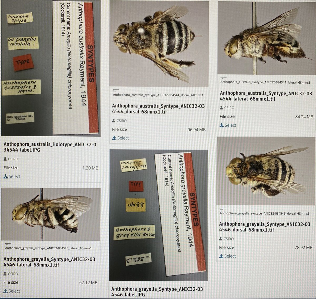 For #WorldBeeDay a little teaser of our #Australian #nativebee ANIC primary types dataset that will be published soon! Labels, metadata and hi-res images of ~1/4 of Australian native bee species! @csiro @australtaxonomy @AustNatHist #csirocollections #entomology